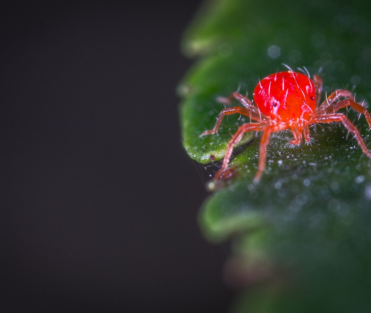 What Are Spider Mites Every Grower S Concern Plant Matter